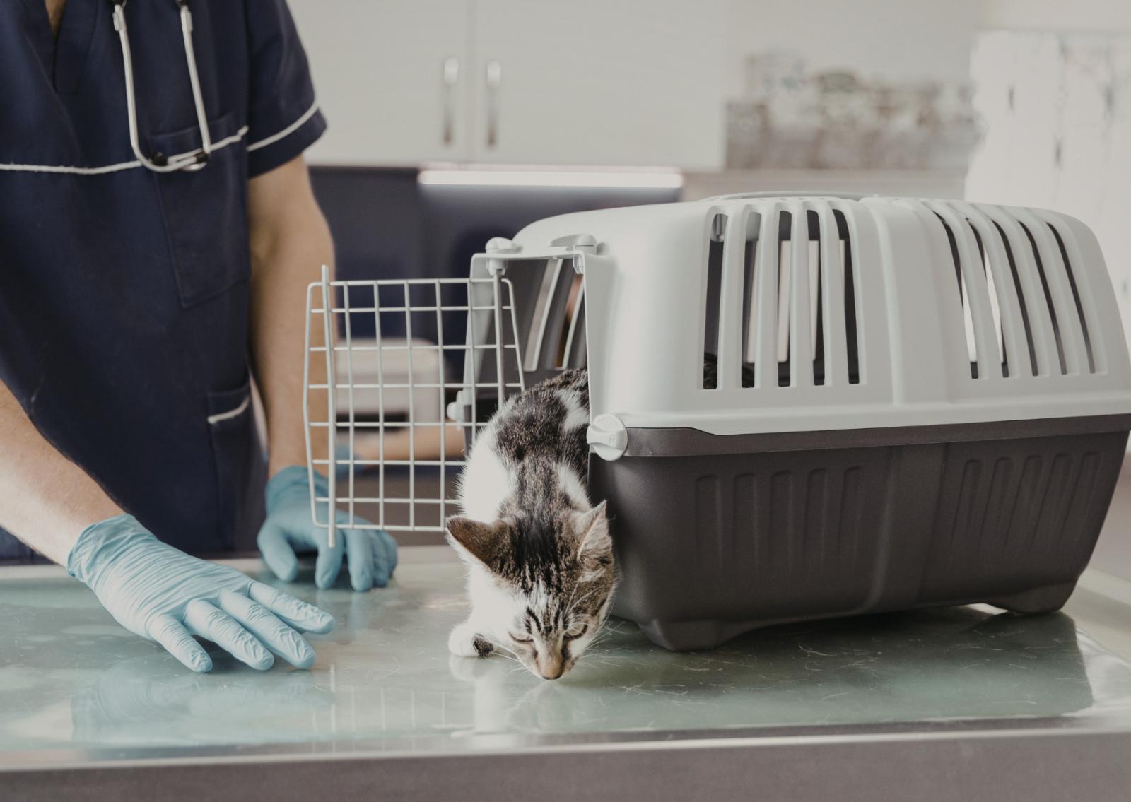 Nuove regole per viaggiare con i pelosetti