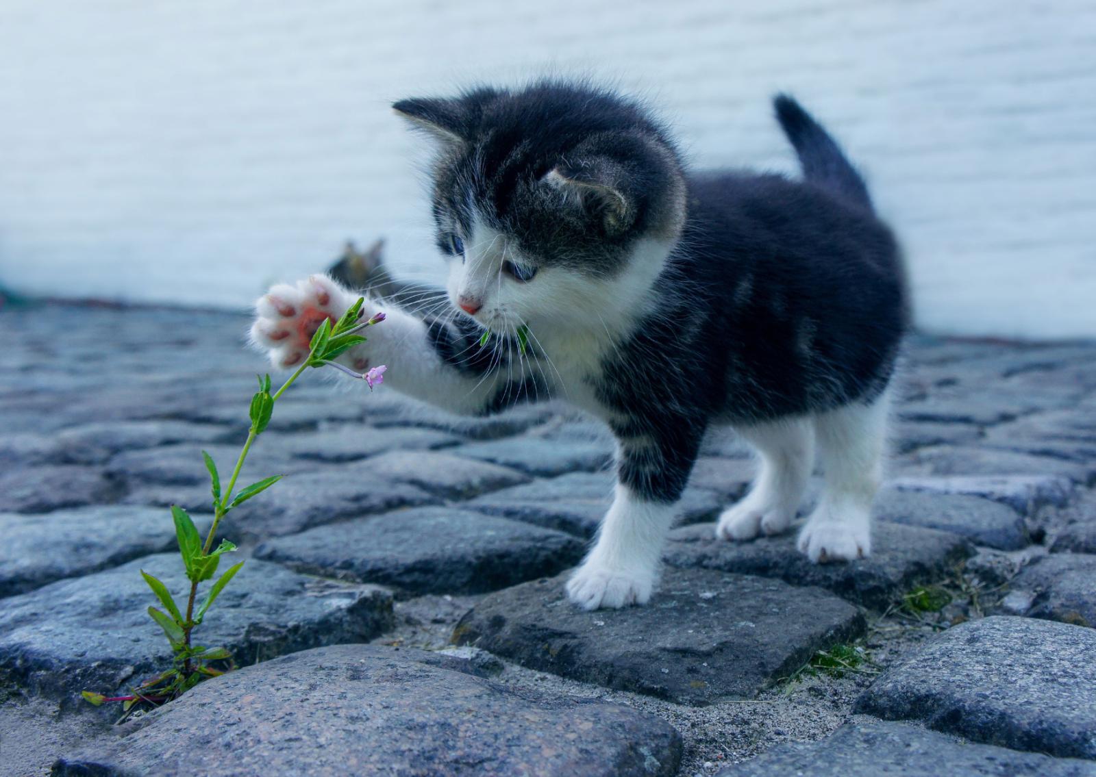 Gatti e linguaggio, una scoperta sorprendente