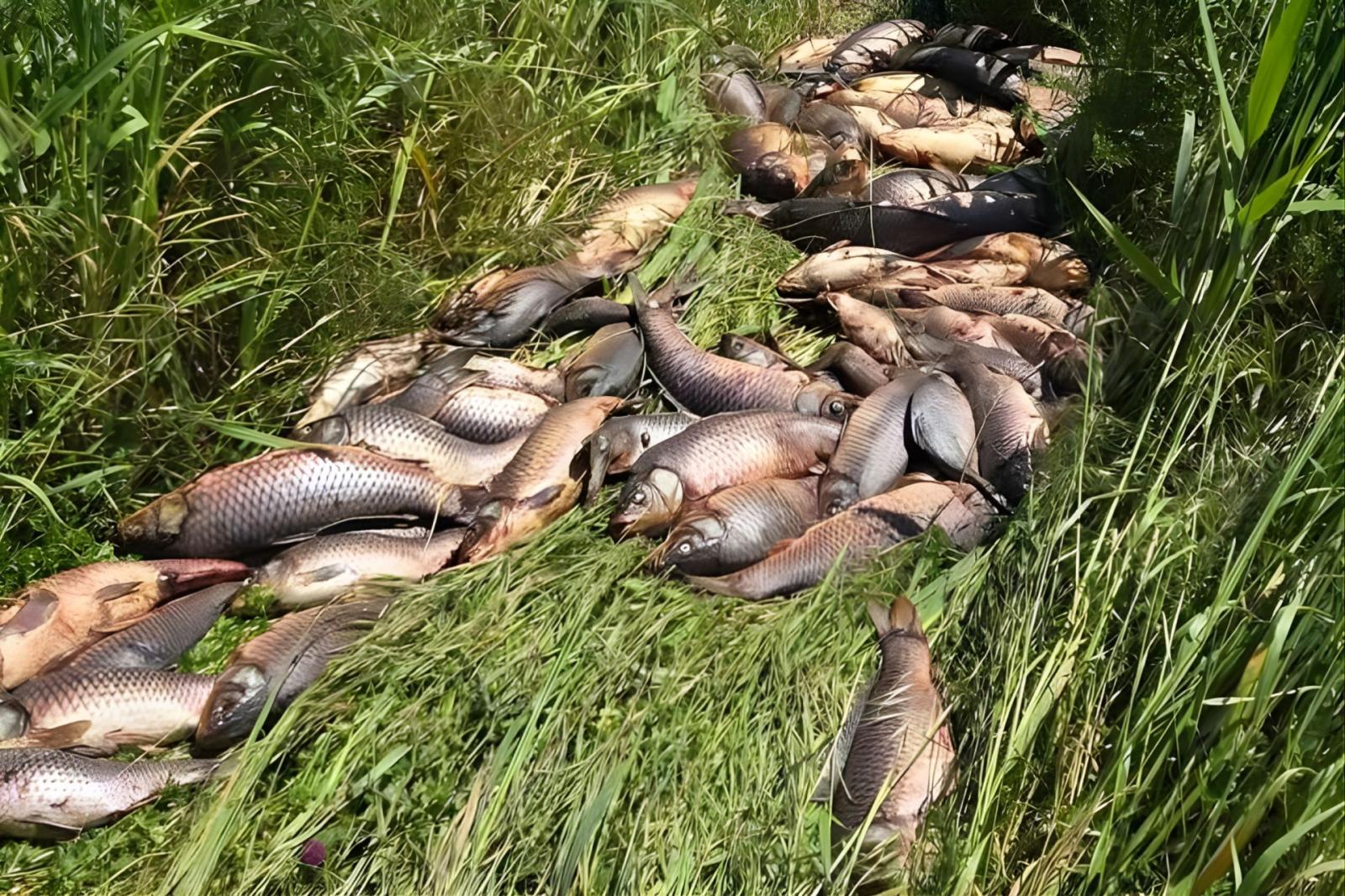 Lo scempio dei bracconieri del Po