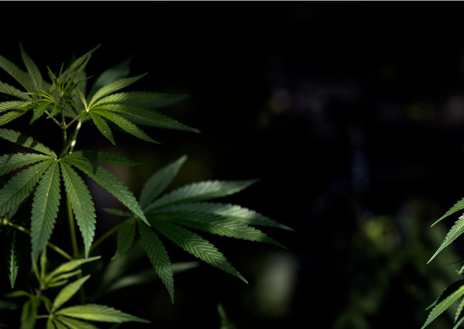 Cannabis, riaperto il dossier