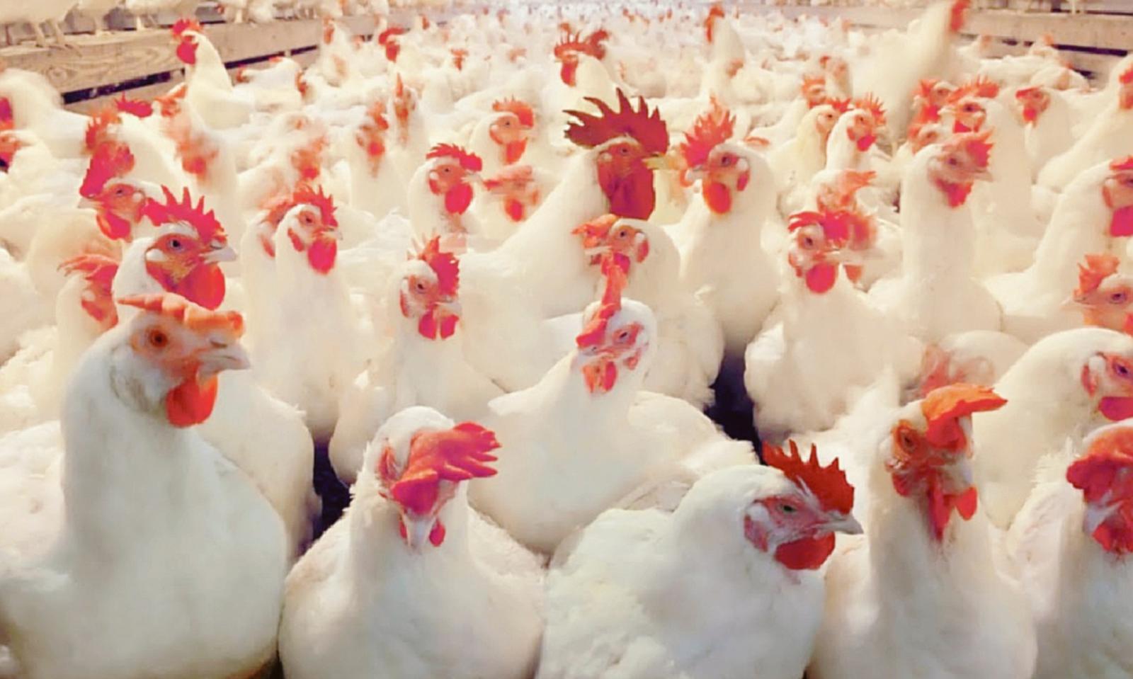 Censimento dei polli da aia c&rsquo;&egrave; tempo fino al 27 aprile