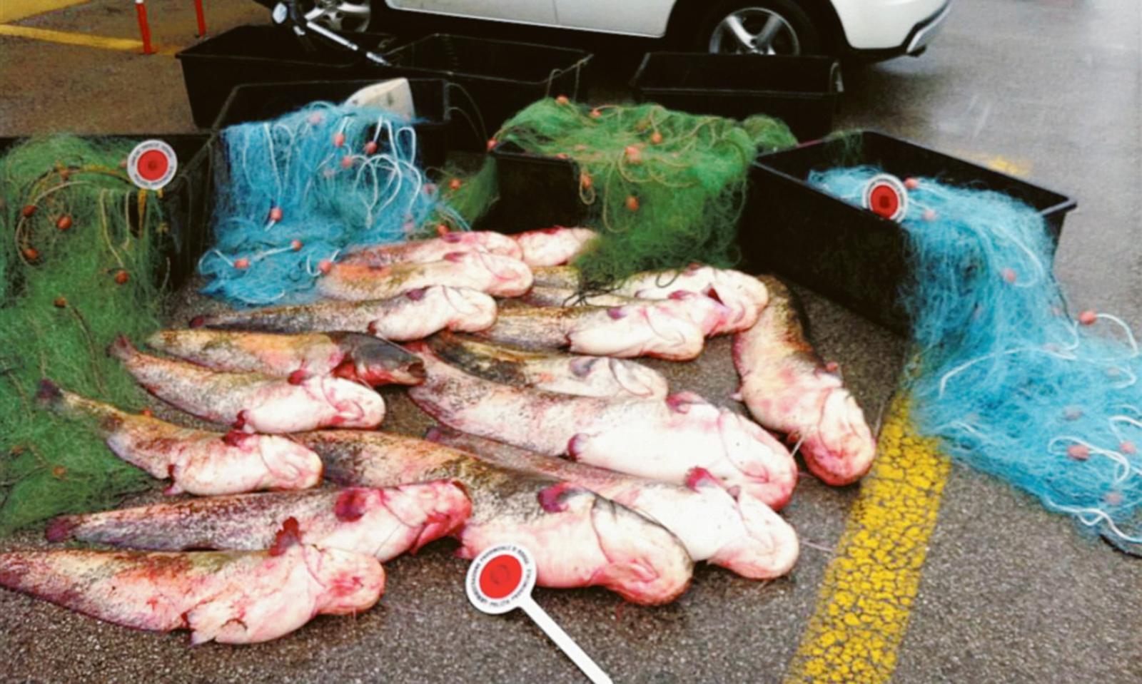 L&rsquo;incentivo ai predoni dei fiumi