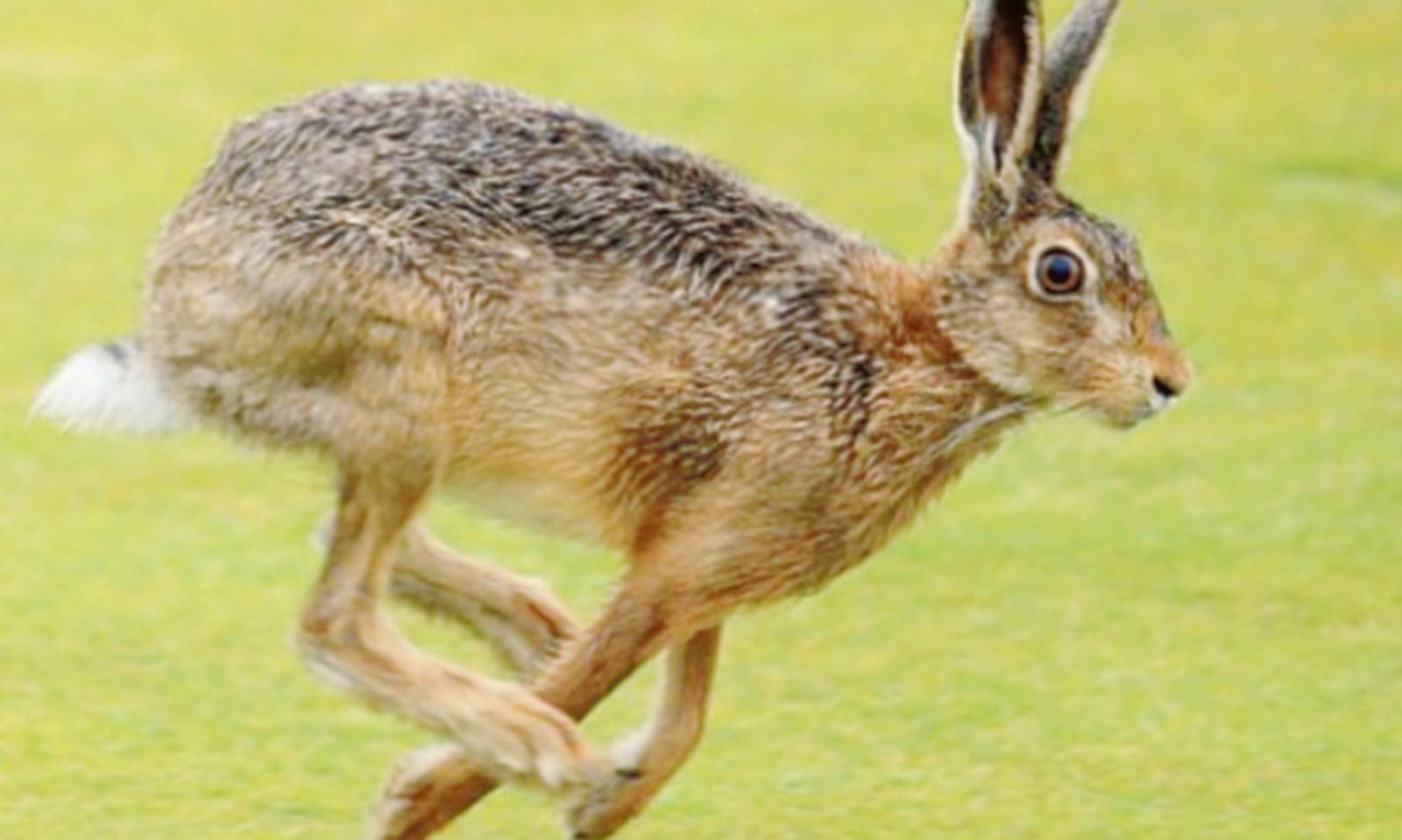 Provincia: crociata contro la minilepre