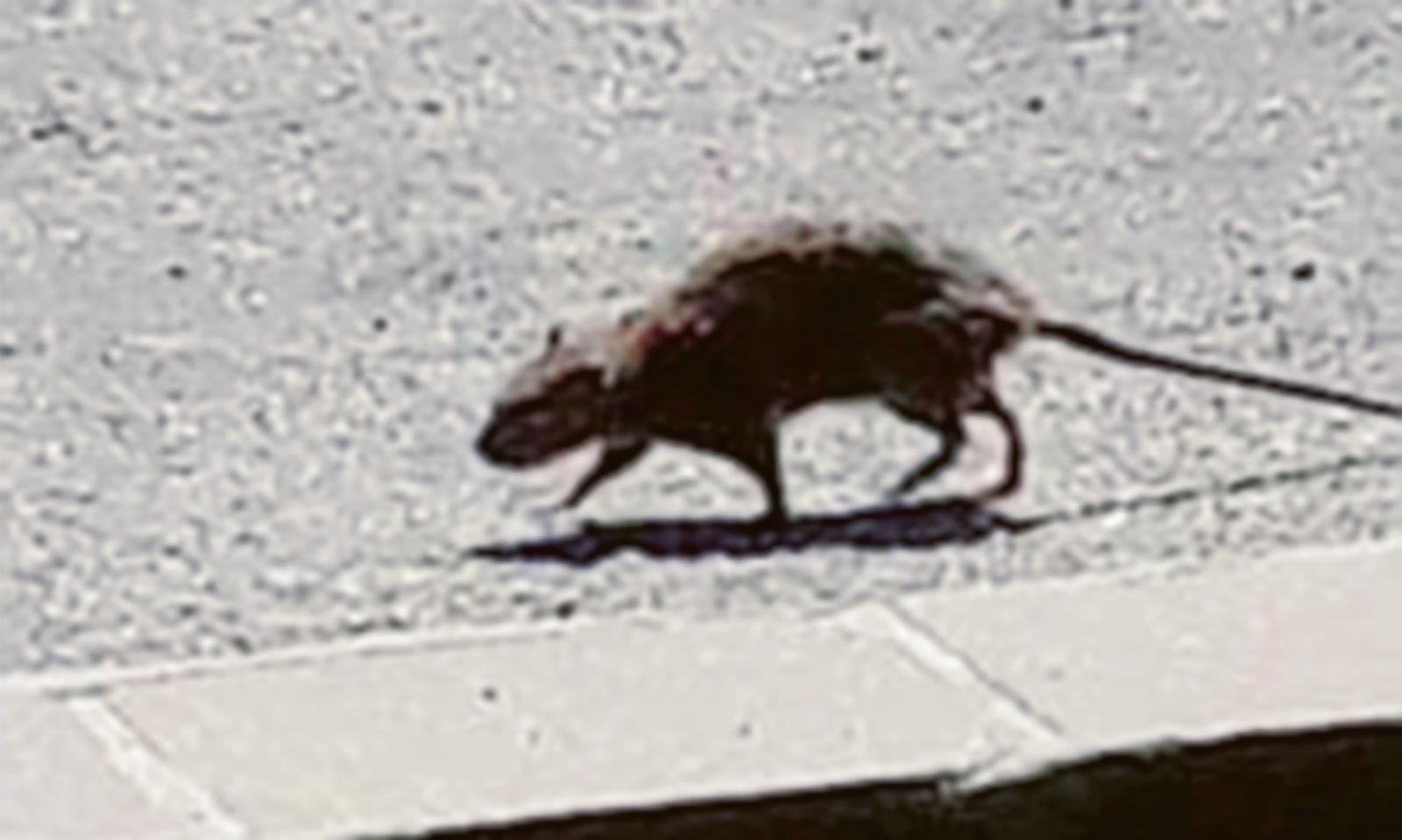 Un topo a spasso per strada