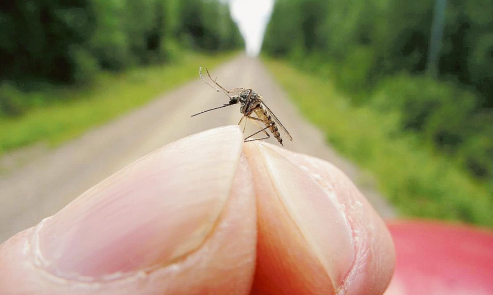 Disinfestazione, piano anti zanzare