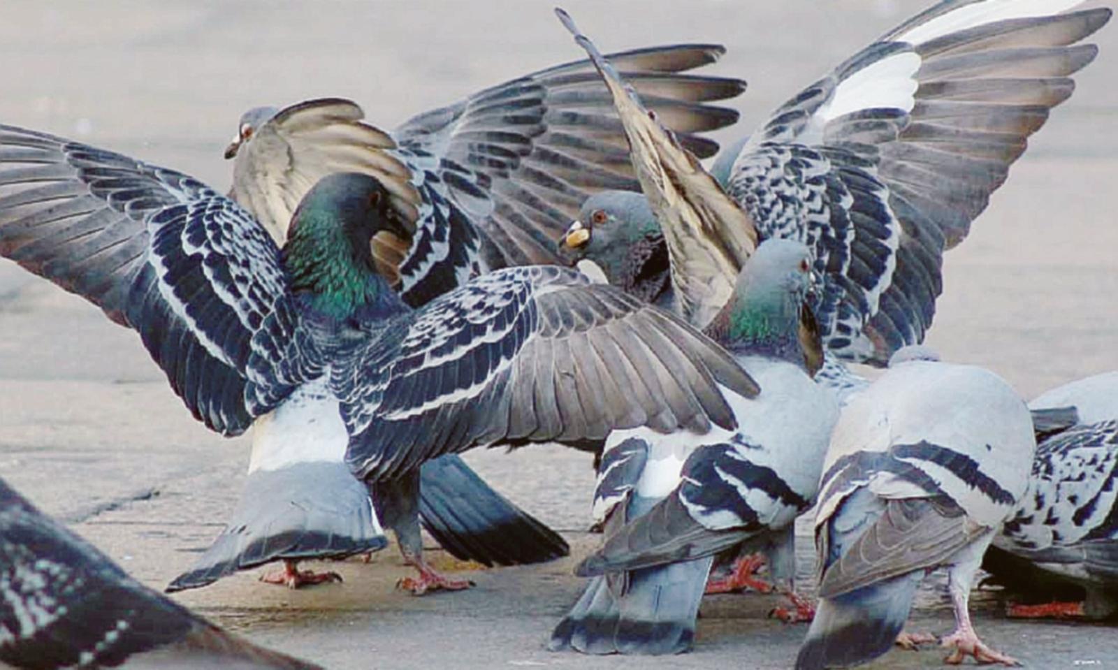 Bonifica dei piccioni in citt&agrave;, ok dell&rsquo;Ulss all&rsquo;abbattimento