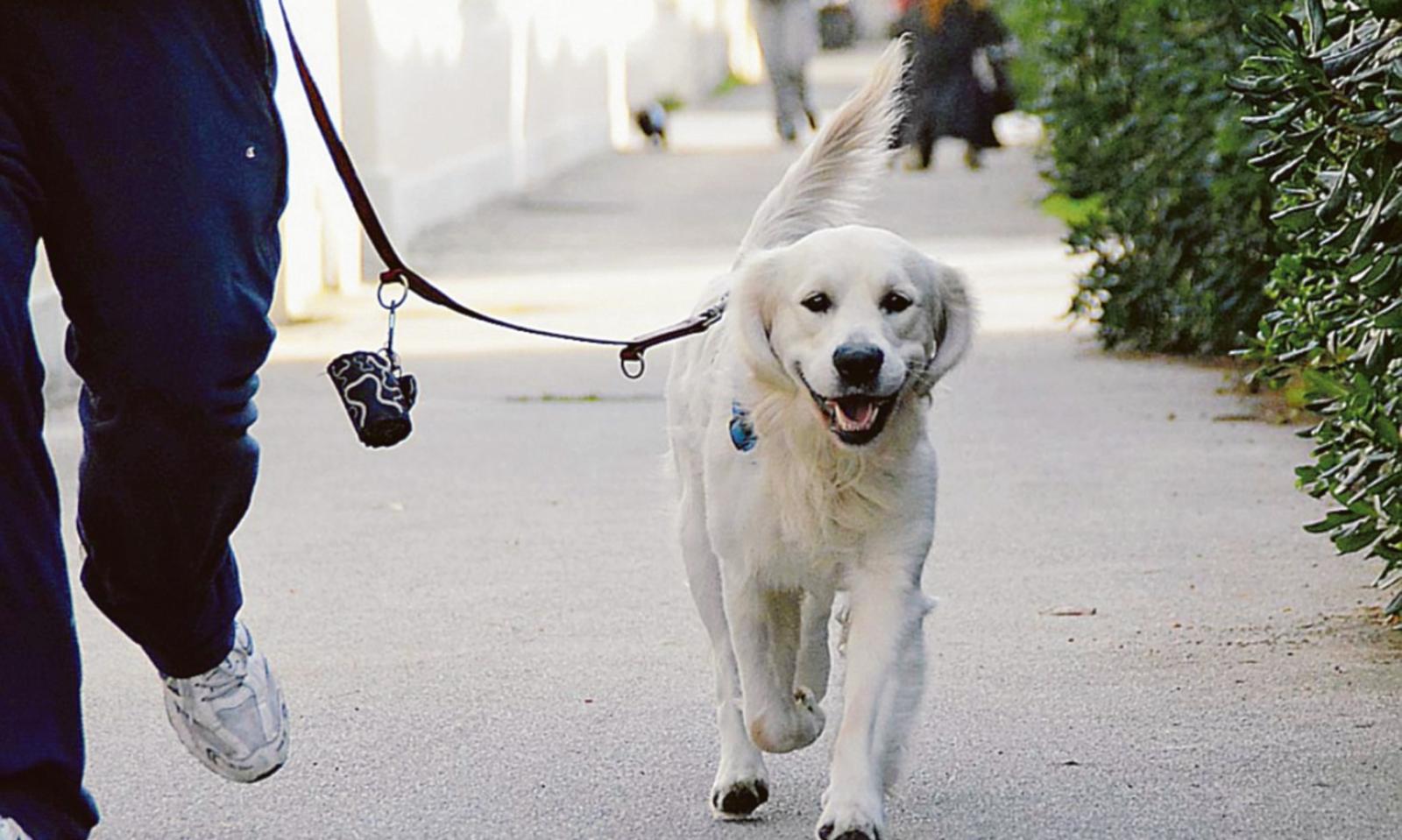 Cani e rumori, attenzione alle multe