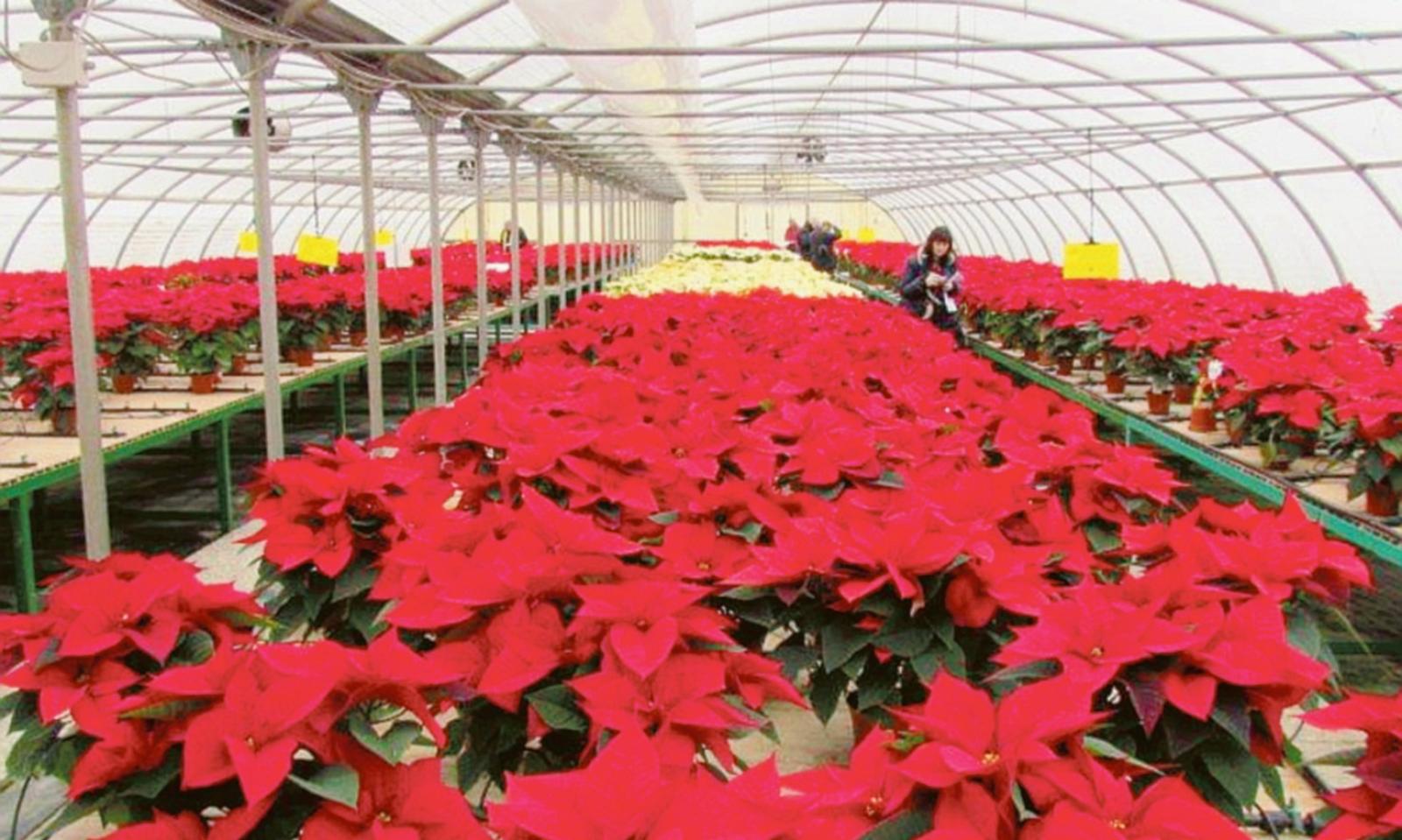 Po di Tramonta, trent&rsquo;anni di successi orticoli