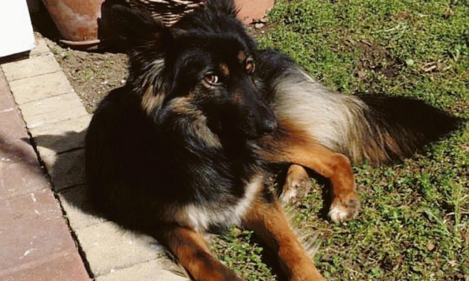 Zara avvelenata, il padrone accusa