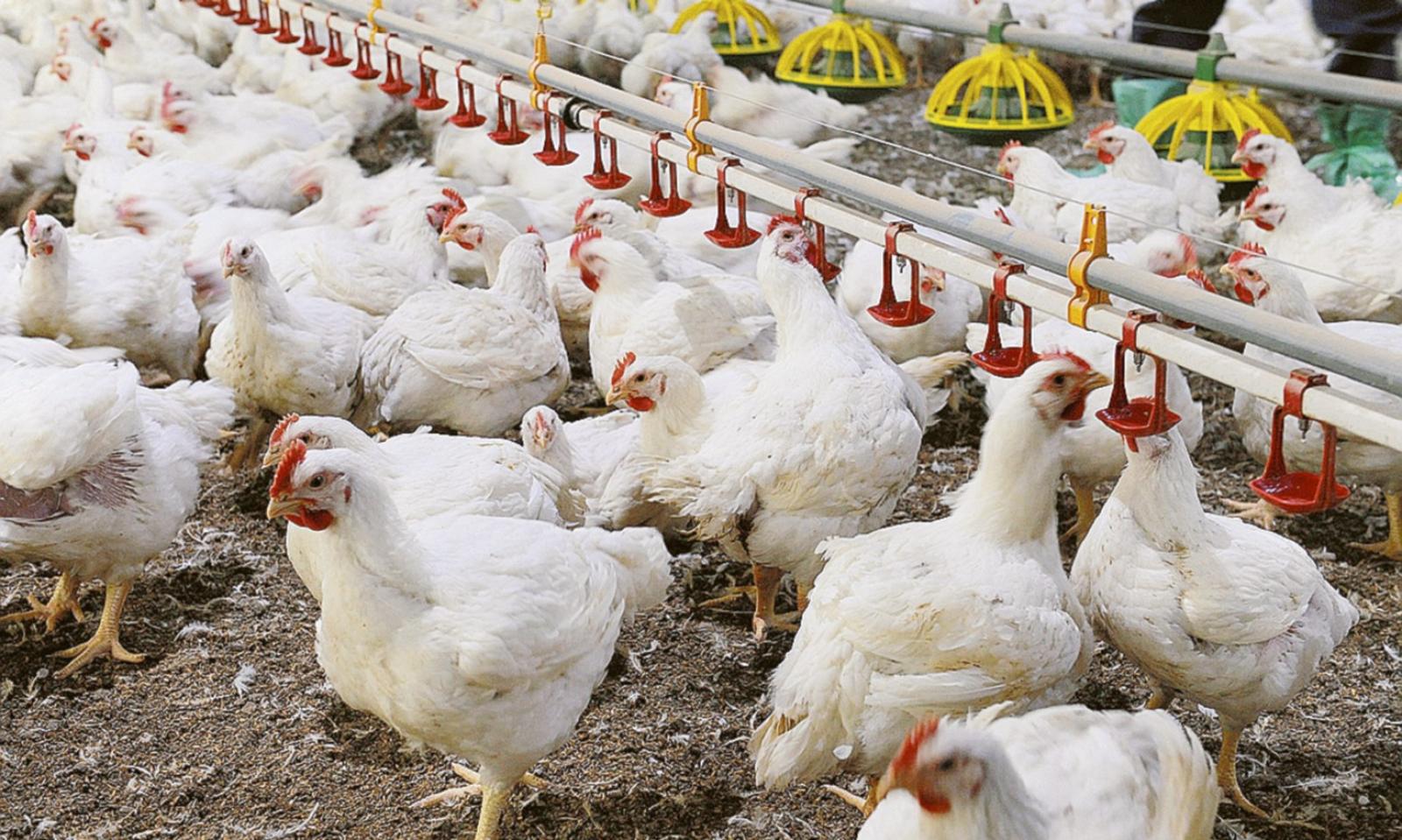 Dall&rsquo;azienda avicola odori da far lacrimare