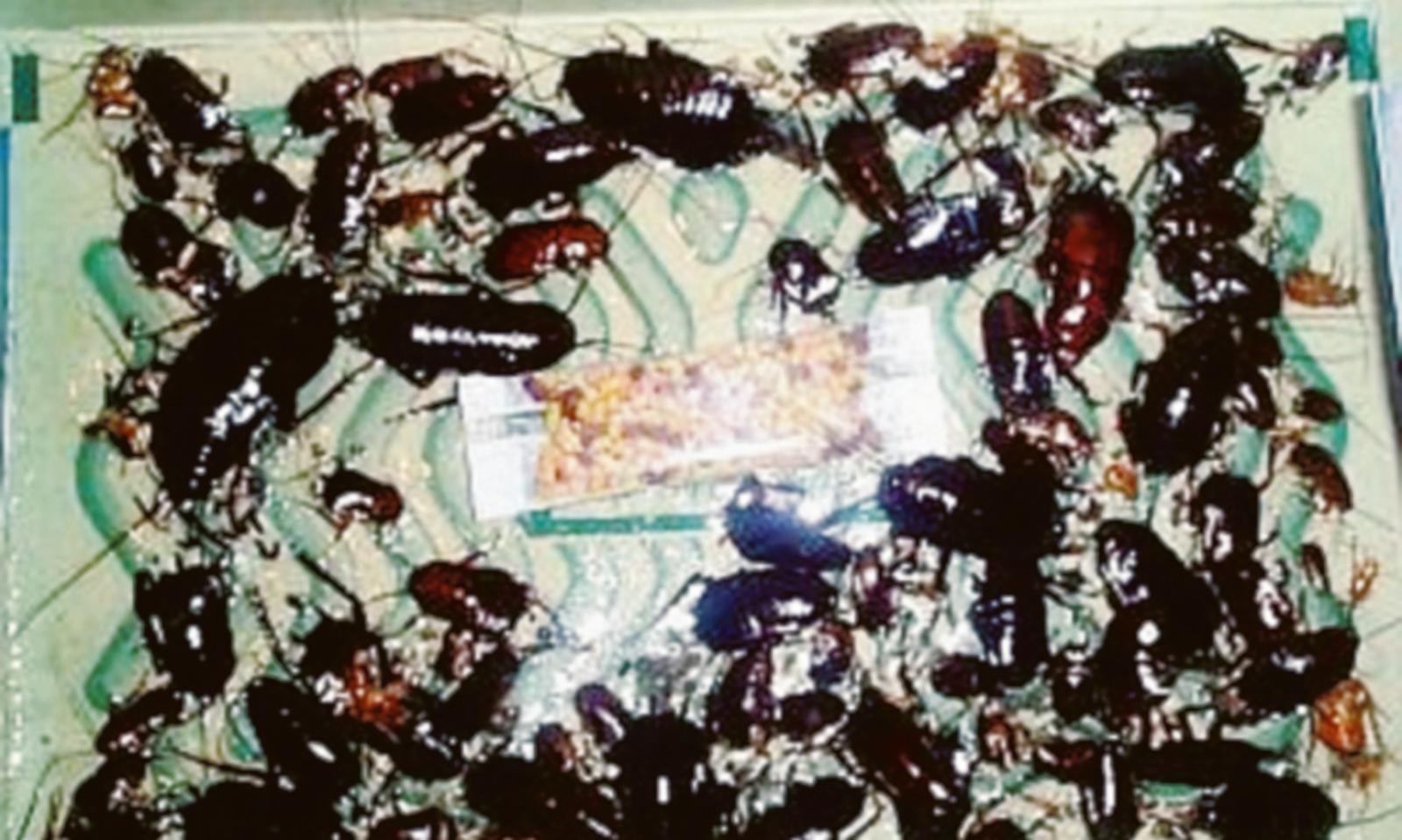 Scarafaggi, zanzare e ratti lungo il Corso colonie di insetti