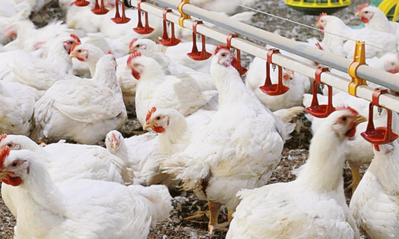 Unanime il &lsquo;no&rsquo; all&rsquo;impianto avicolo