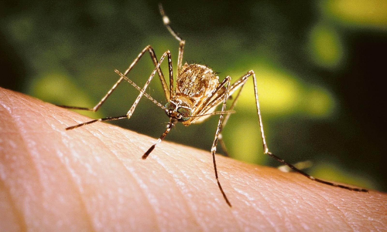 Allarme West Nile: zanzare infette