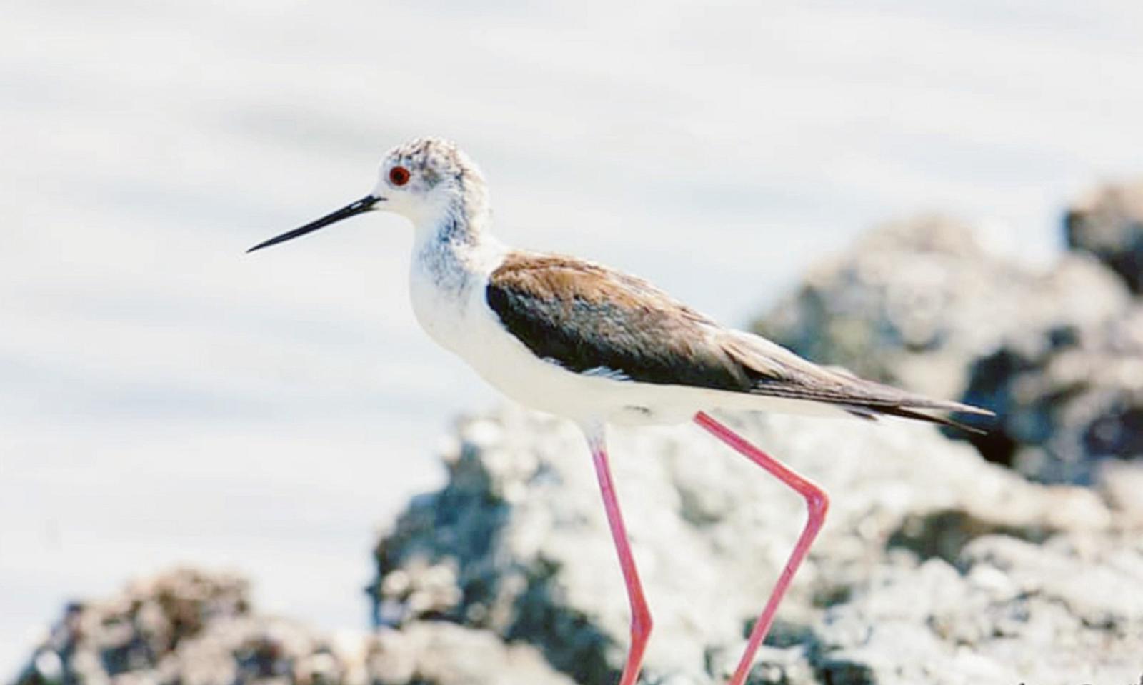 La fauna europea nidifica nel Delta