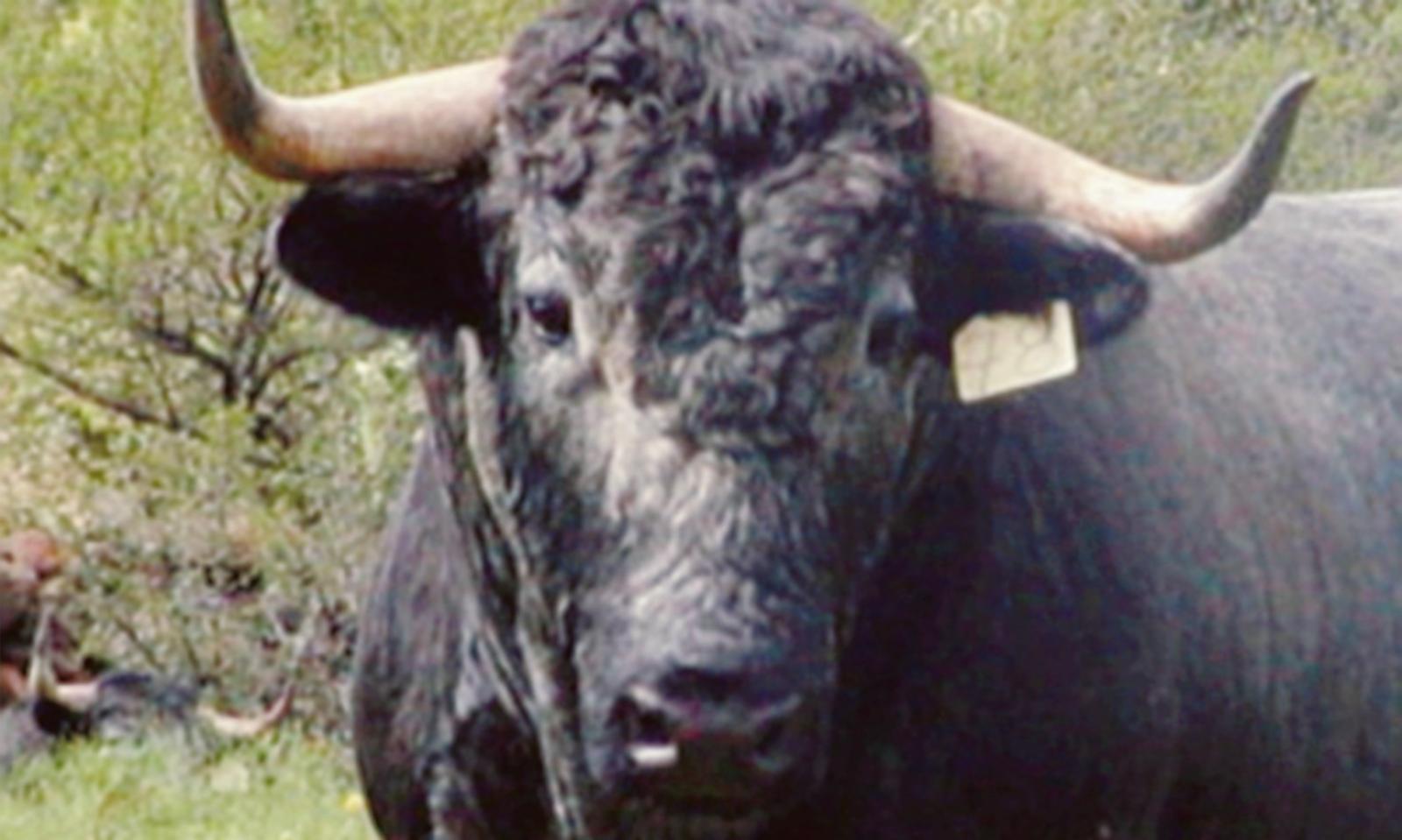 Incornato dal toro, l'operaio non &egrave; in pericolo di vita