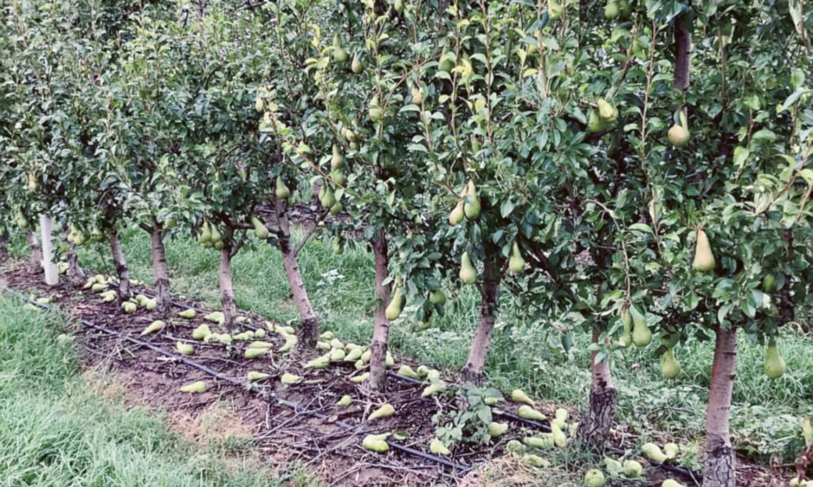 Temporale, danni da milioni di euro