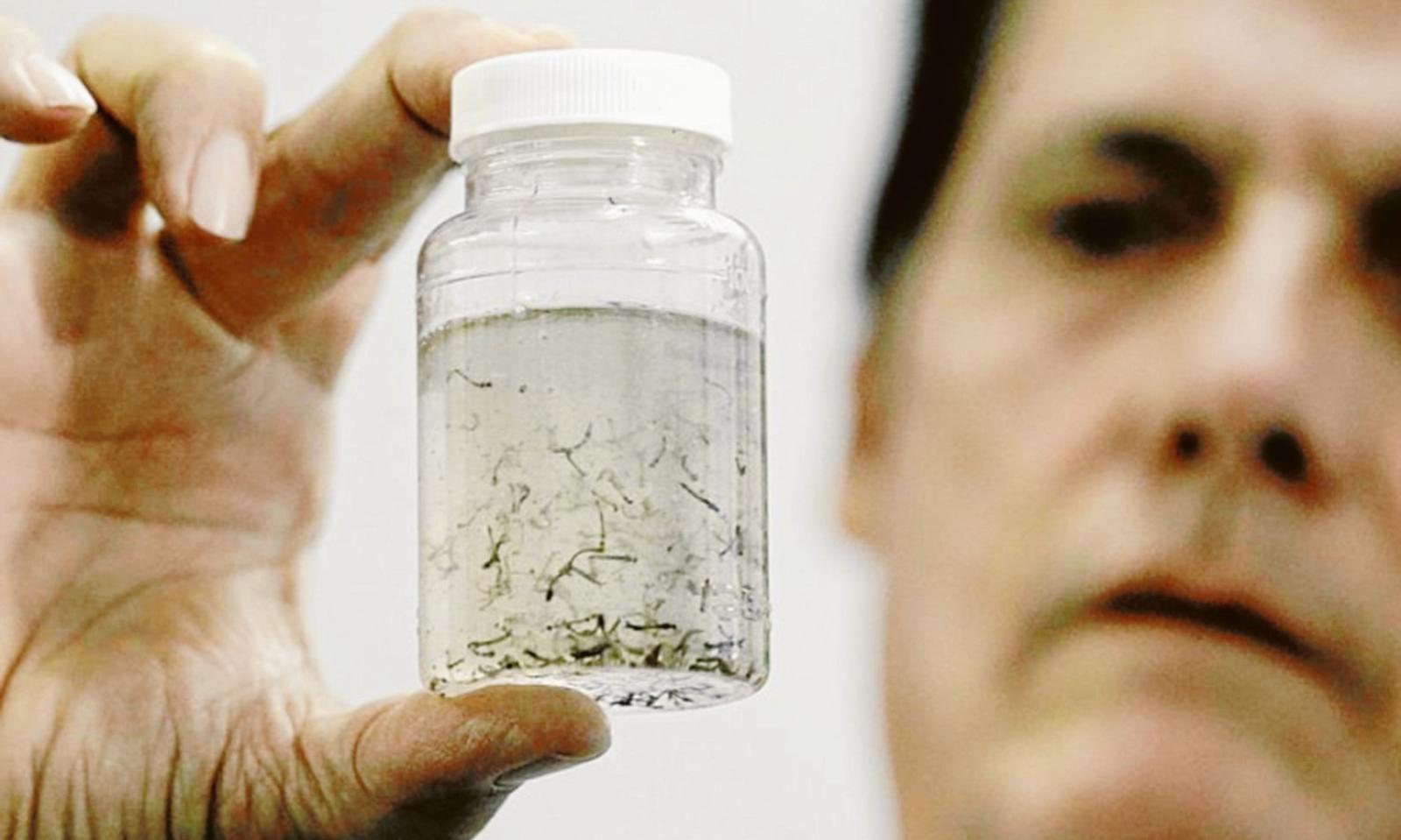 Il West Nile dilaga in Alto Polesine