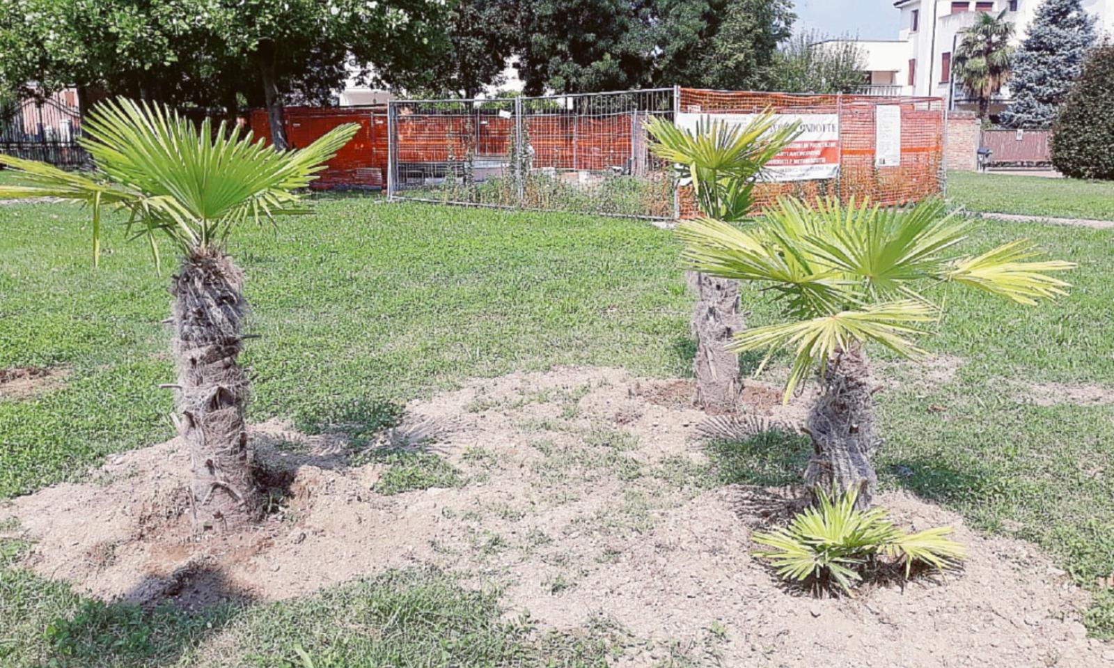 Tre nuove palme in Piazza Duomo