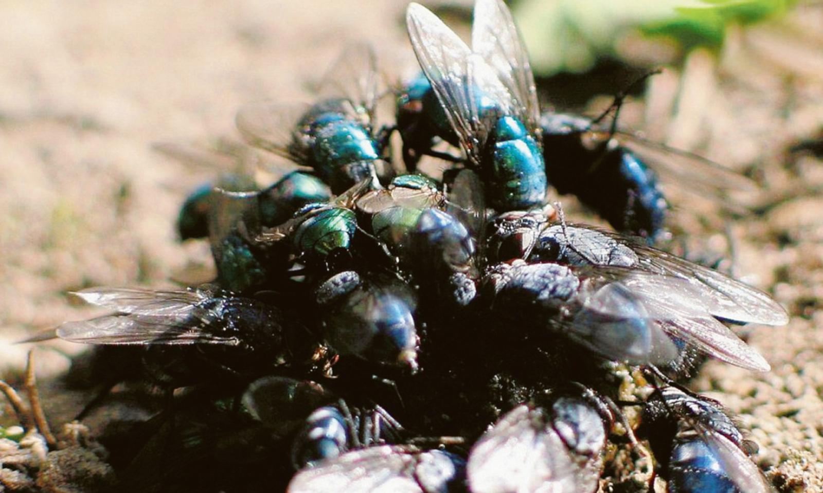 Invasione di mosche, l&rsquo;ordinanza