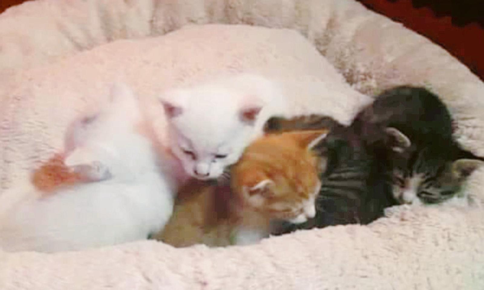 Cinque micini salvati dalla strada