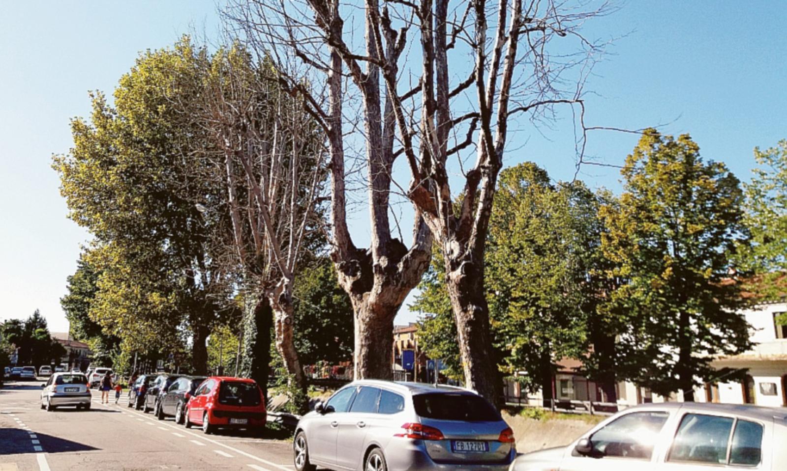 Abbattimento in vista per 25 alberi