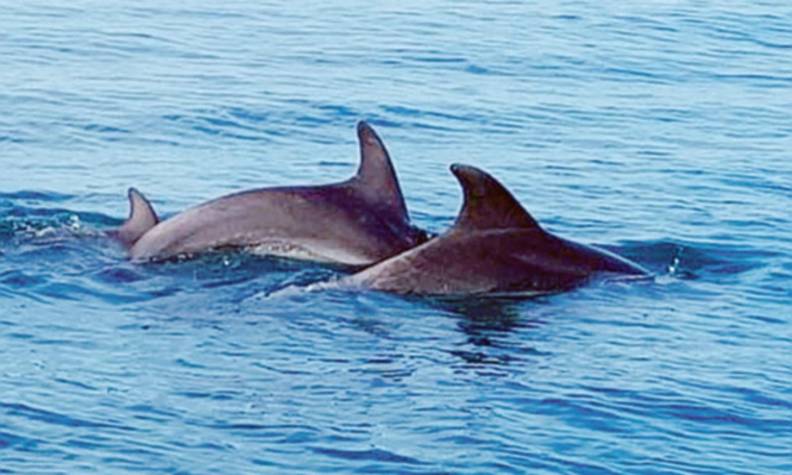 Due splendidi delfini al largo della costa la splendida visione nel mare azzurro