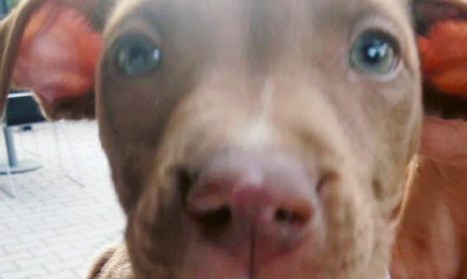 L'Ira dell'assessore  per due cuccioli abbandonati