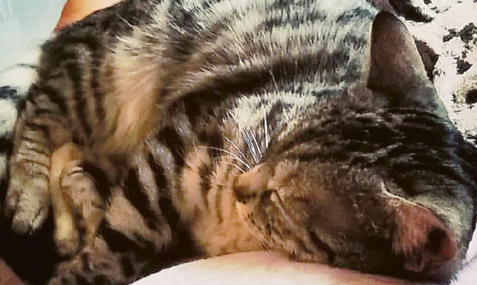 Le sottraggono la gattina e la danno in adozione