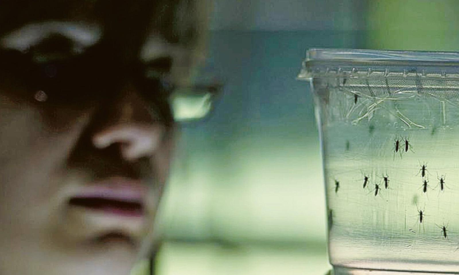 Addio a Rosa, uccisa da una zanzara