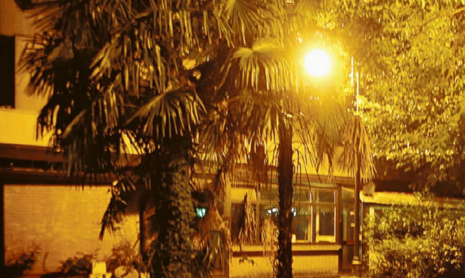 Vandali appiccano fuoco su una palma in centro