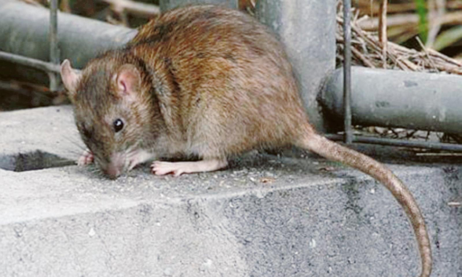 Topi, via alla derattizzazione