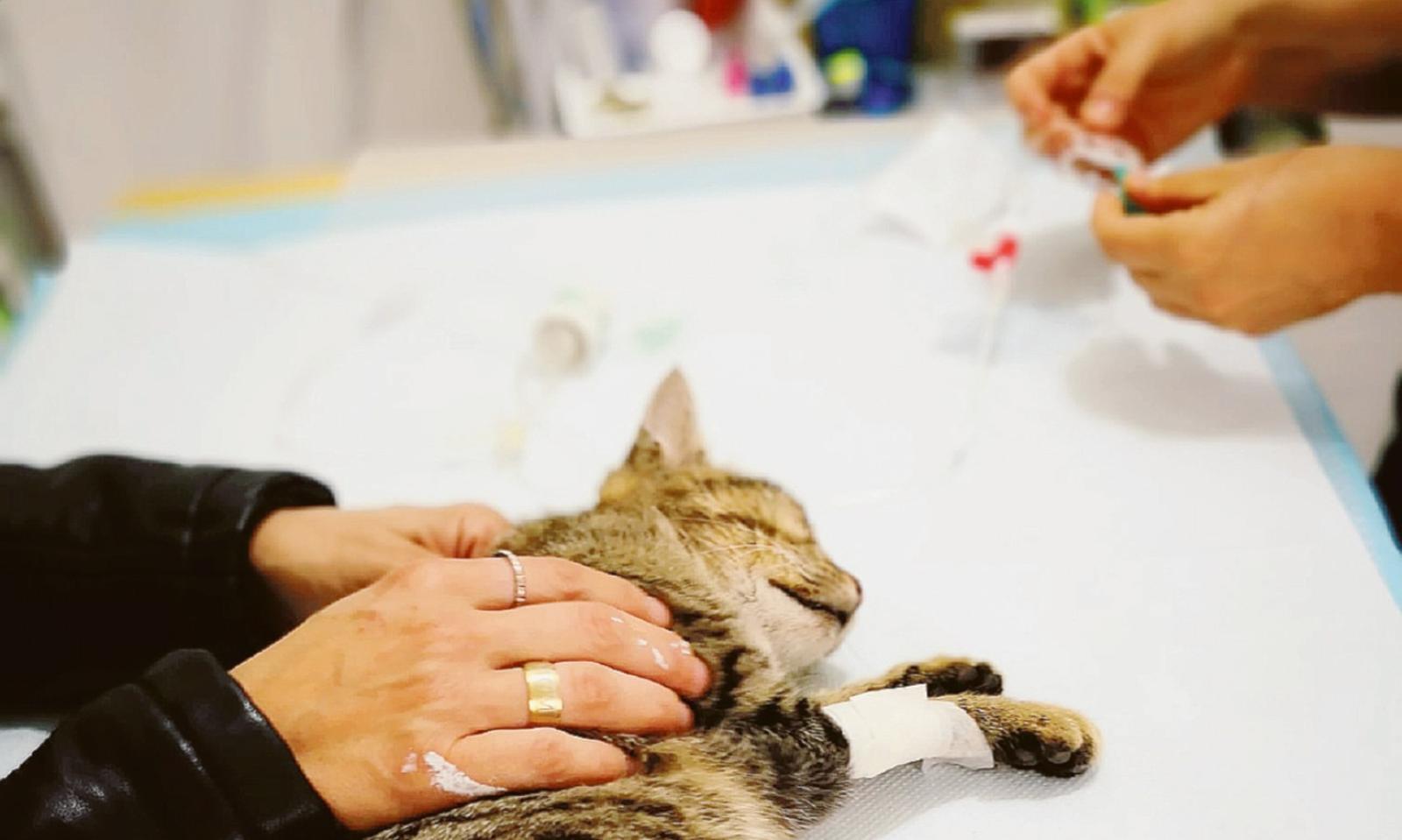 Shock a Villaggio Norge: micio ucciso dal veleno