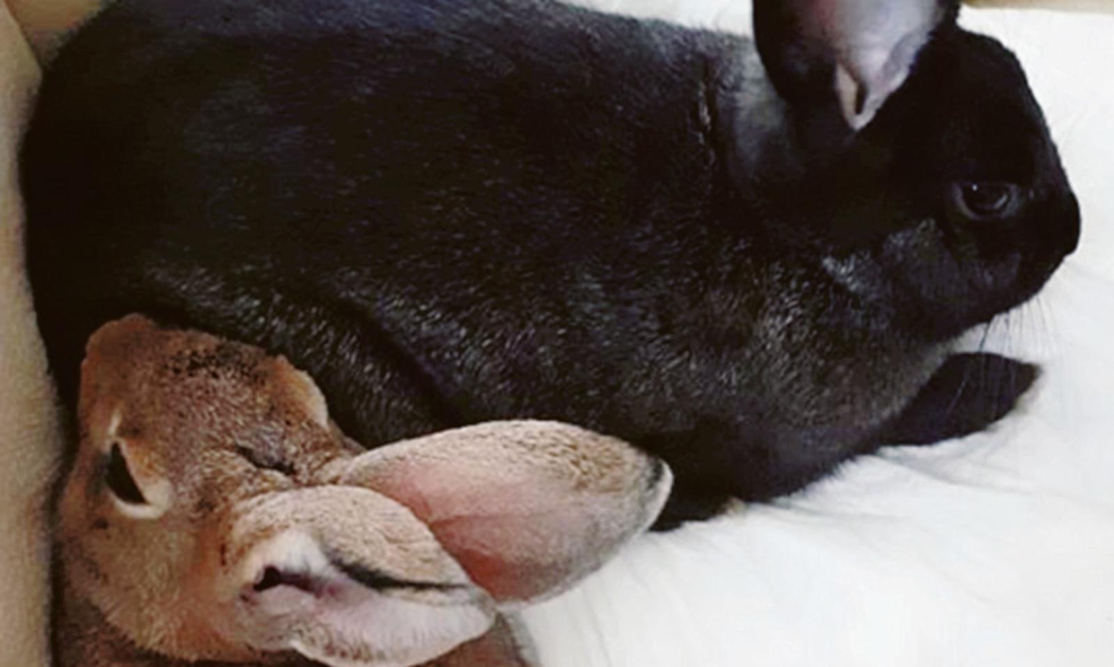 Il coniglio smarrito torna a casa