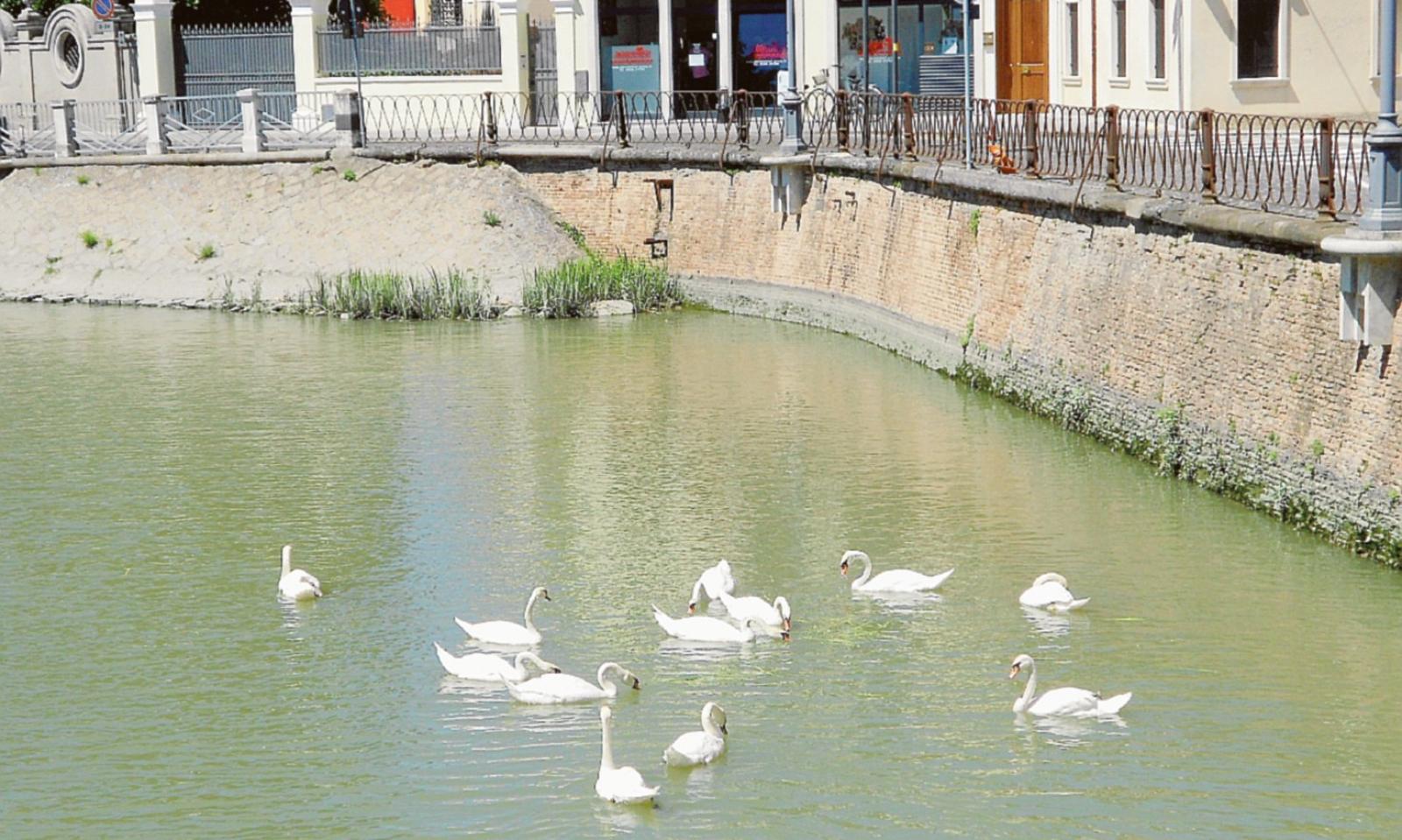 Cigni senza cibo e assistenza