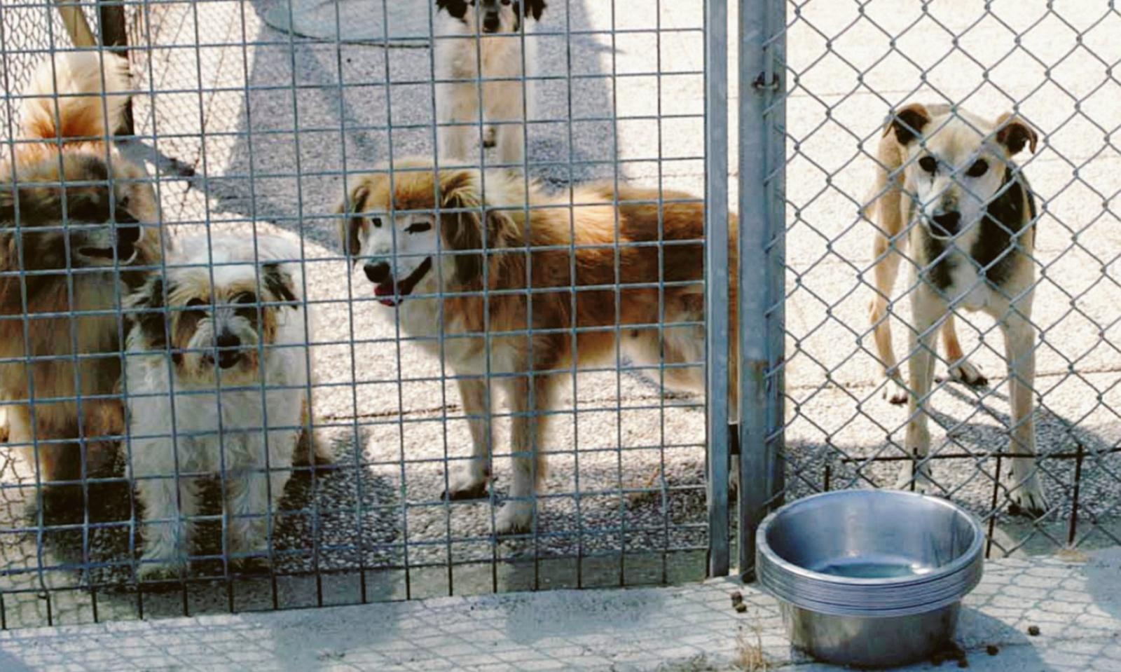 57 cani in casa: scatta il maxi sequestro