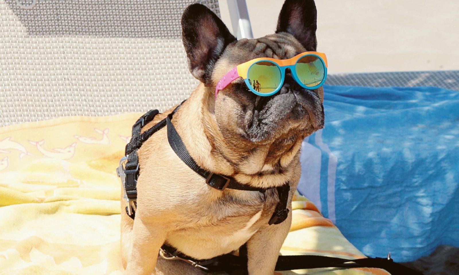 Ombra per quei cani! O saranno guai