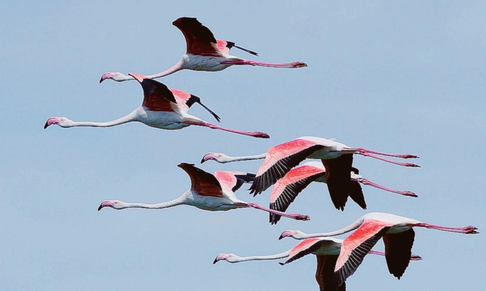 I 5mila fenicotteri del Delta