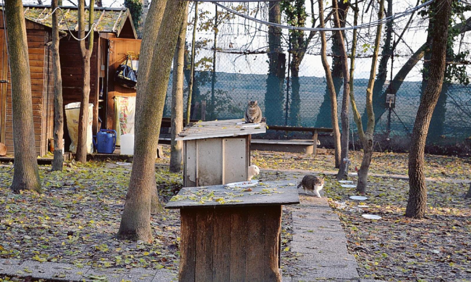 La casetta per il ricovero dei gatti sar&agrave; demolita