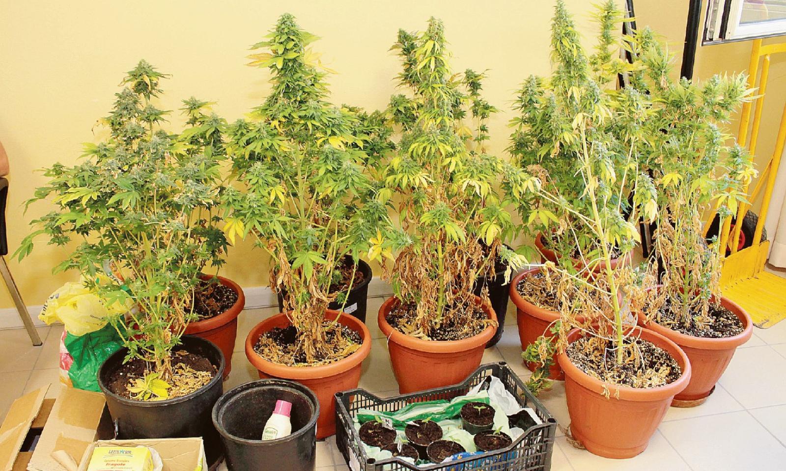 Confessioni di un polesano che coltiva droga