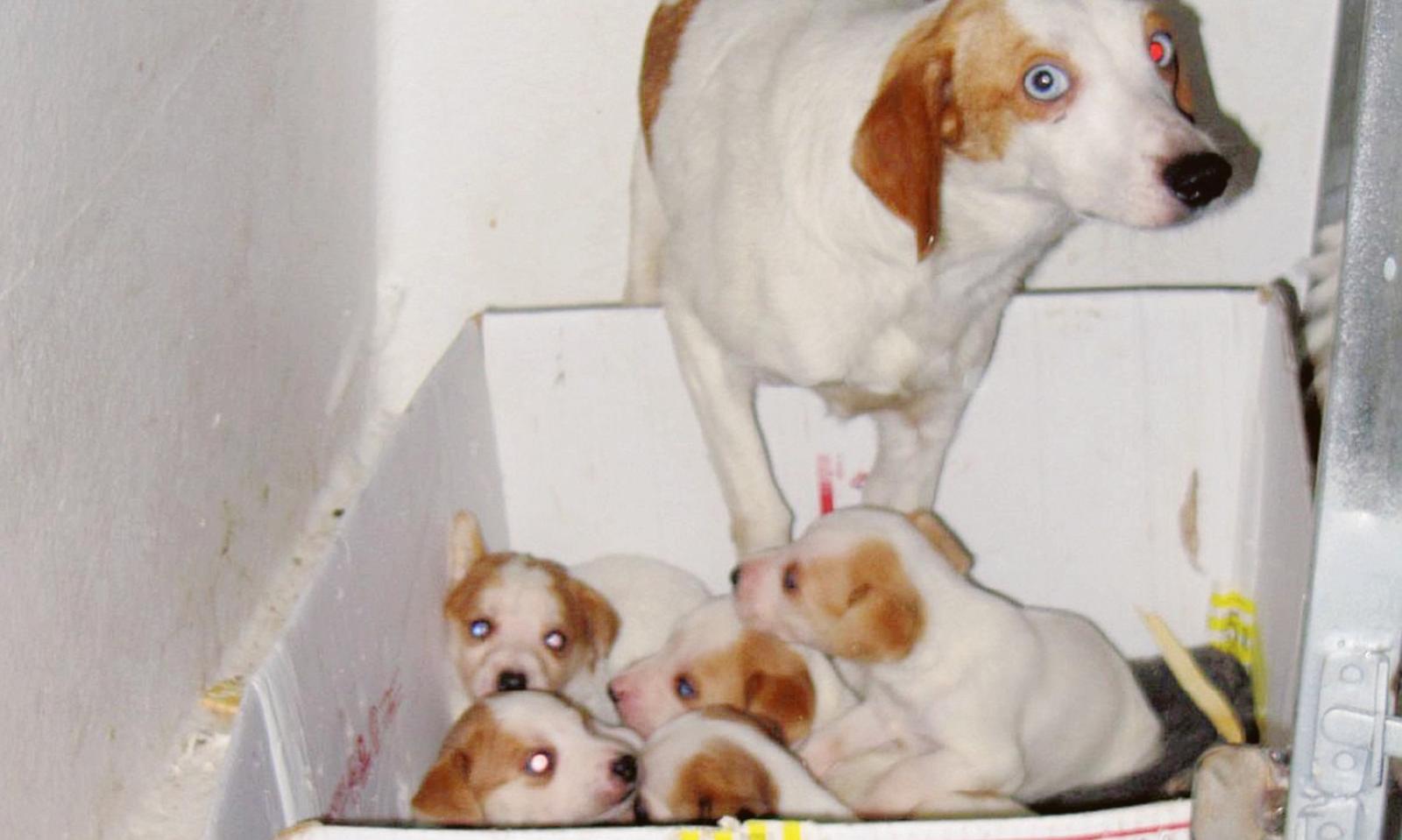 Casa lager per cani, chiesto 1 anno