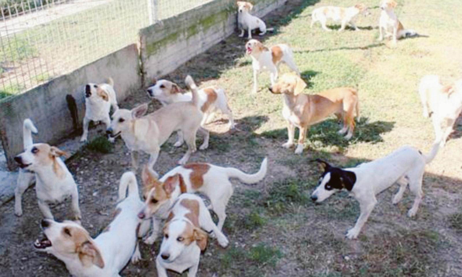 Condannati gli accumulatori di cani