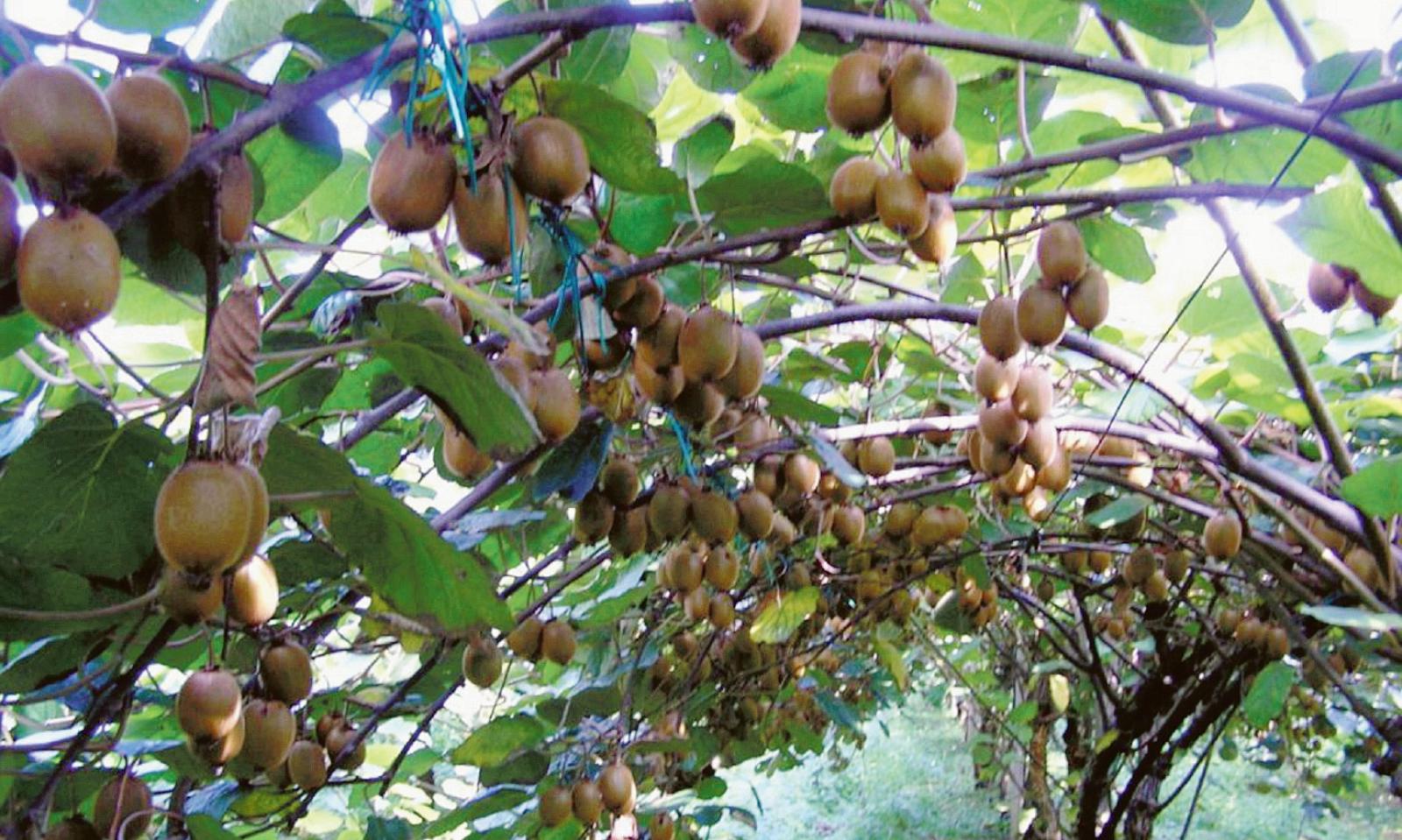 Brexit, siamo proprio alla frutta