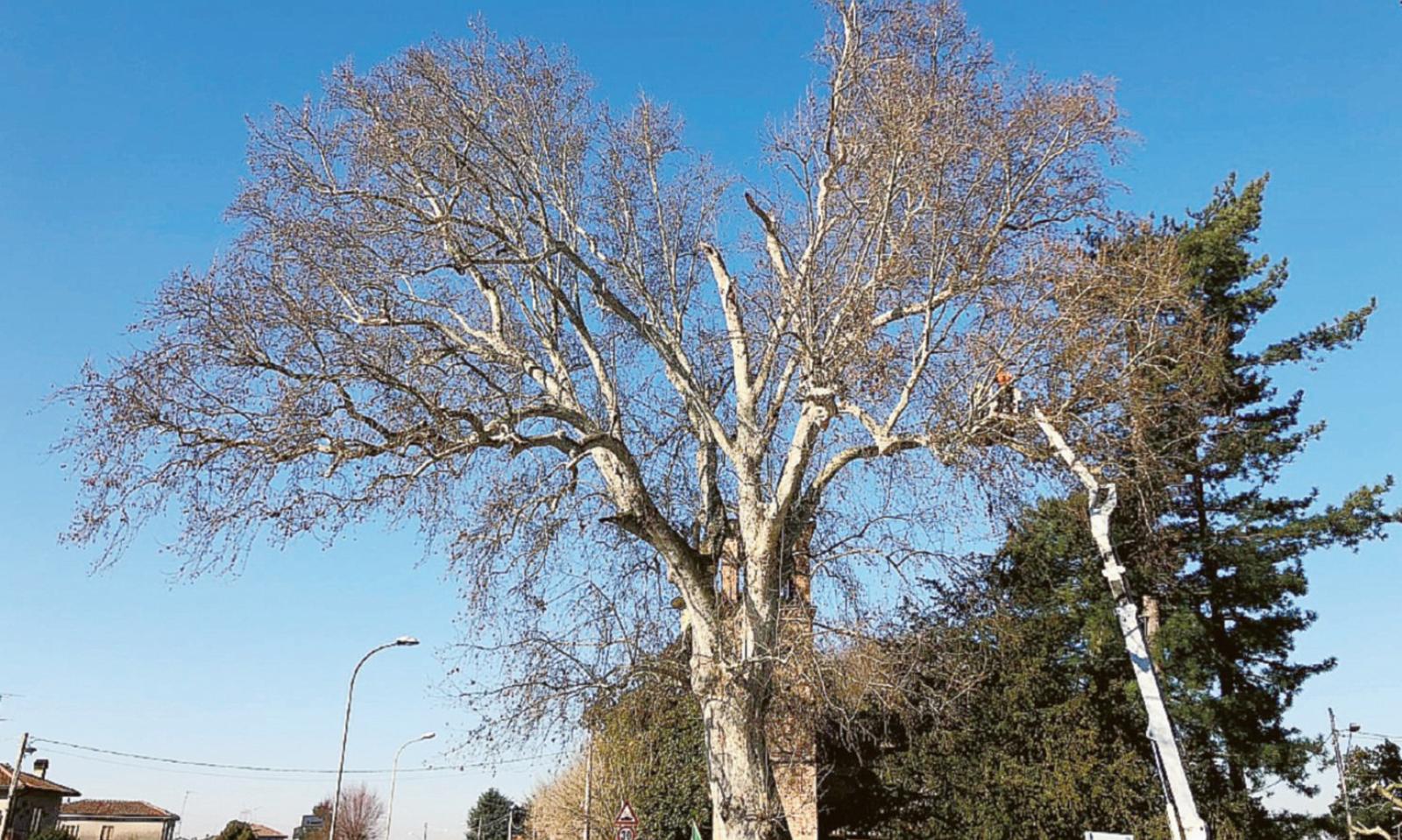 In cura il fusto piegato dal maltempo