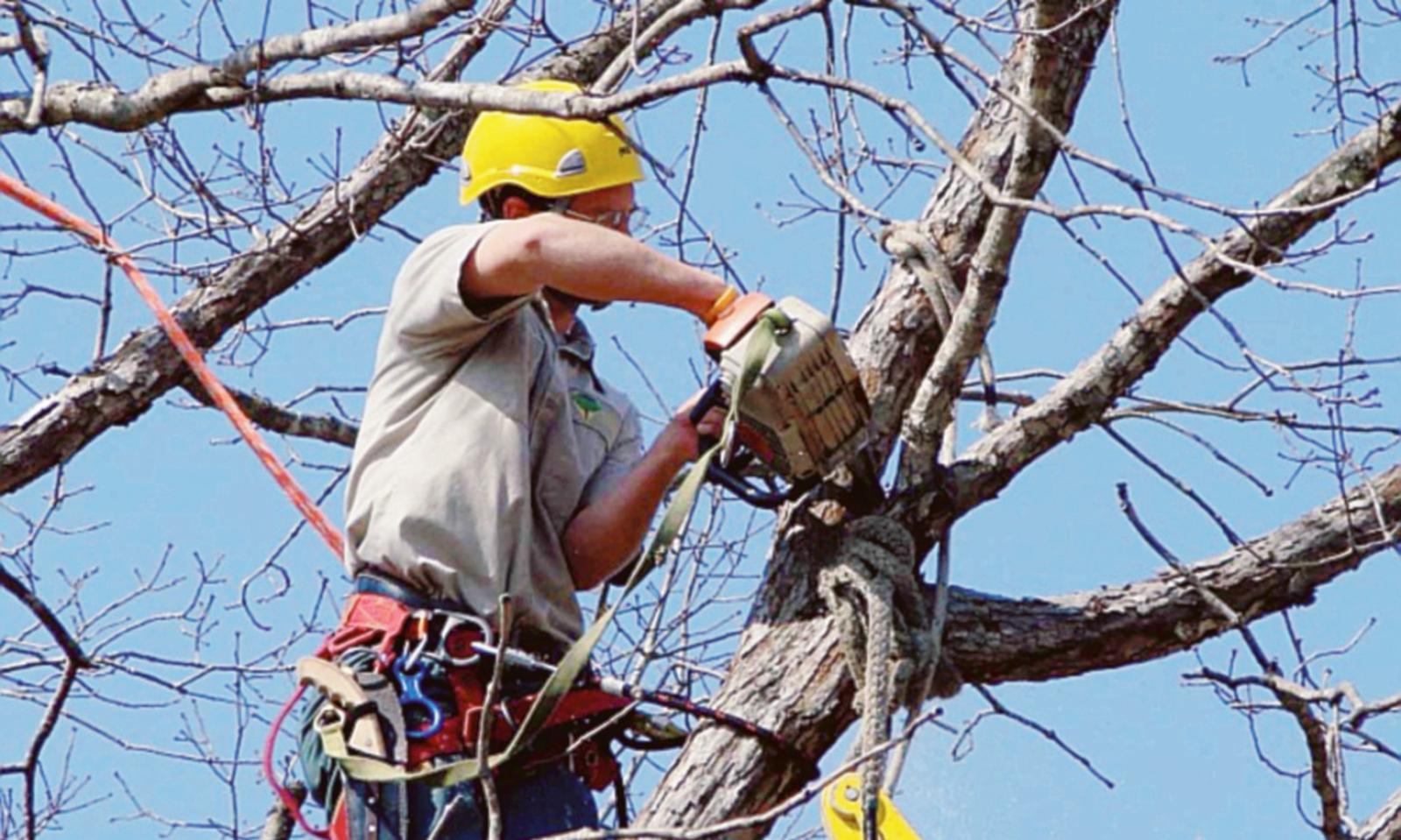 Via Diodato, addio a 26 alberi