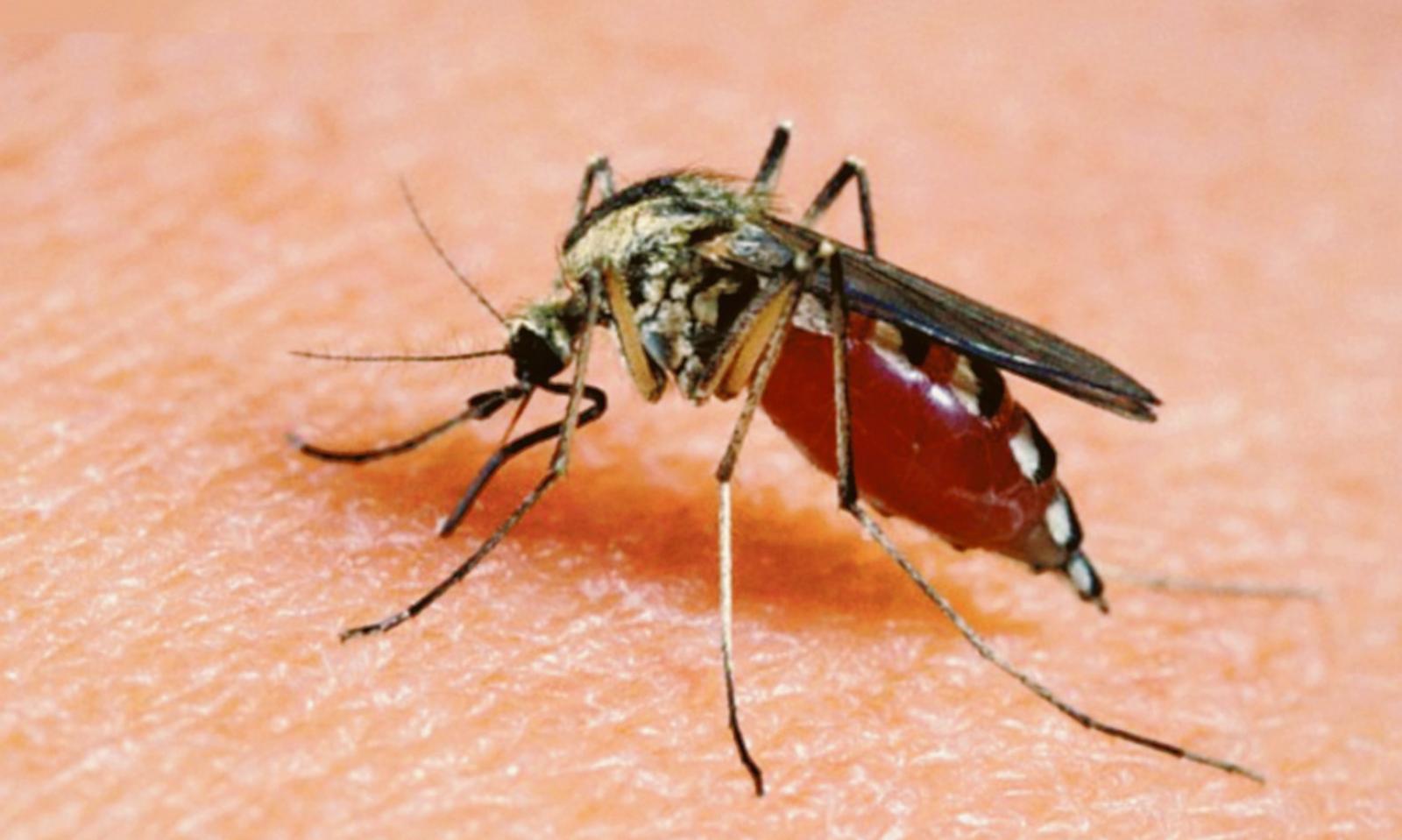 Il risveglio delle zanzare