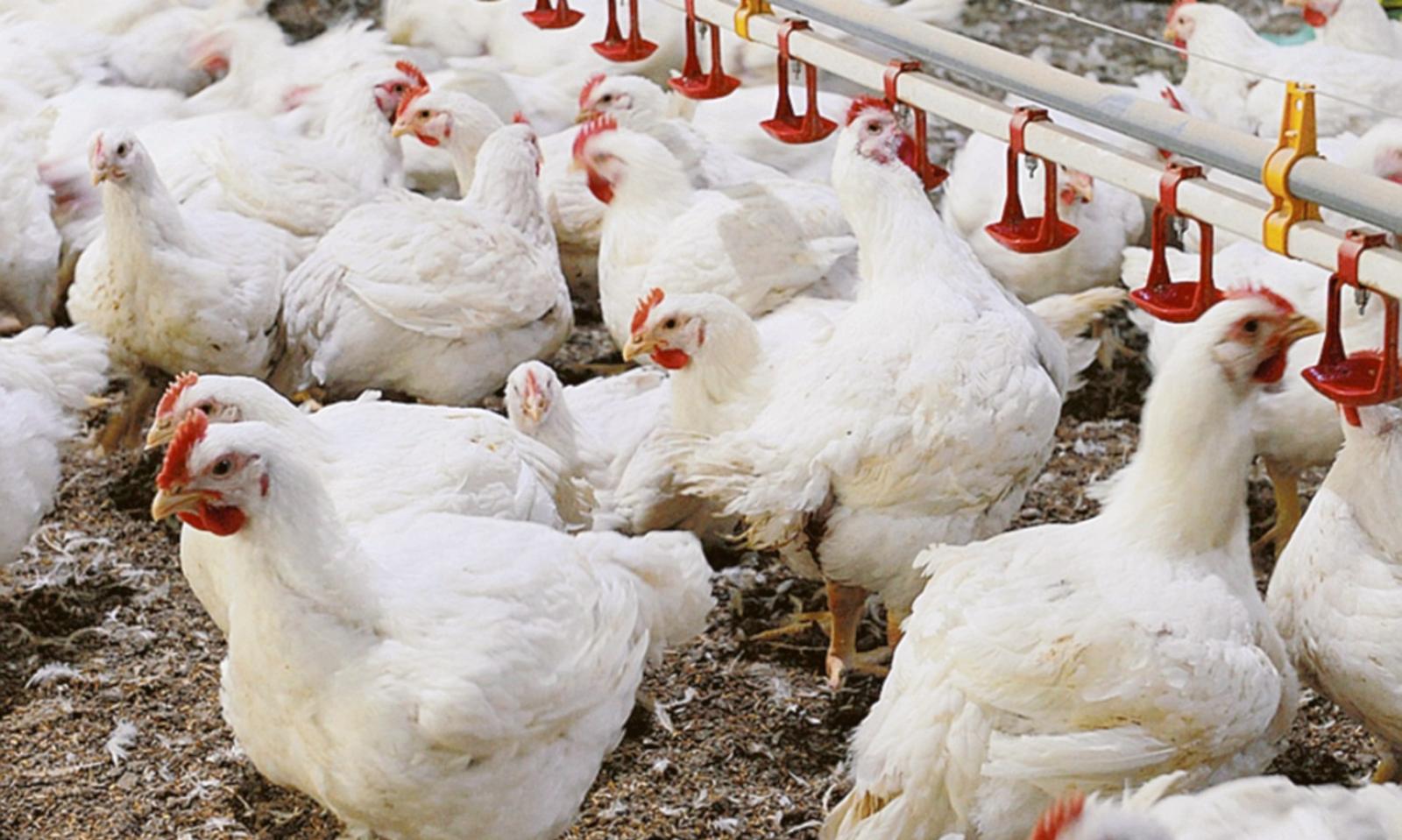 &ldquo;Serve pi&ugrave; chiarezza sui polli&rdquo;