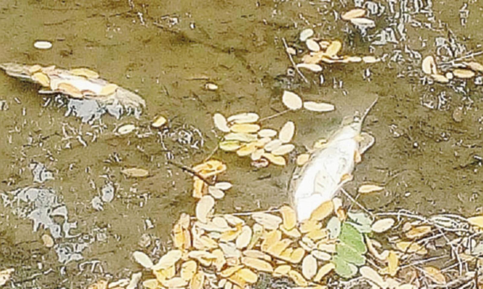 &ldquo;Polesine, come ti abbiamo ridotto&rdquo;