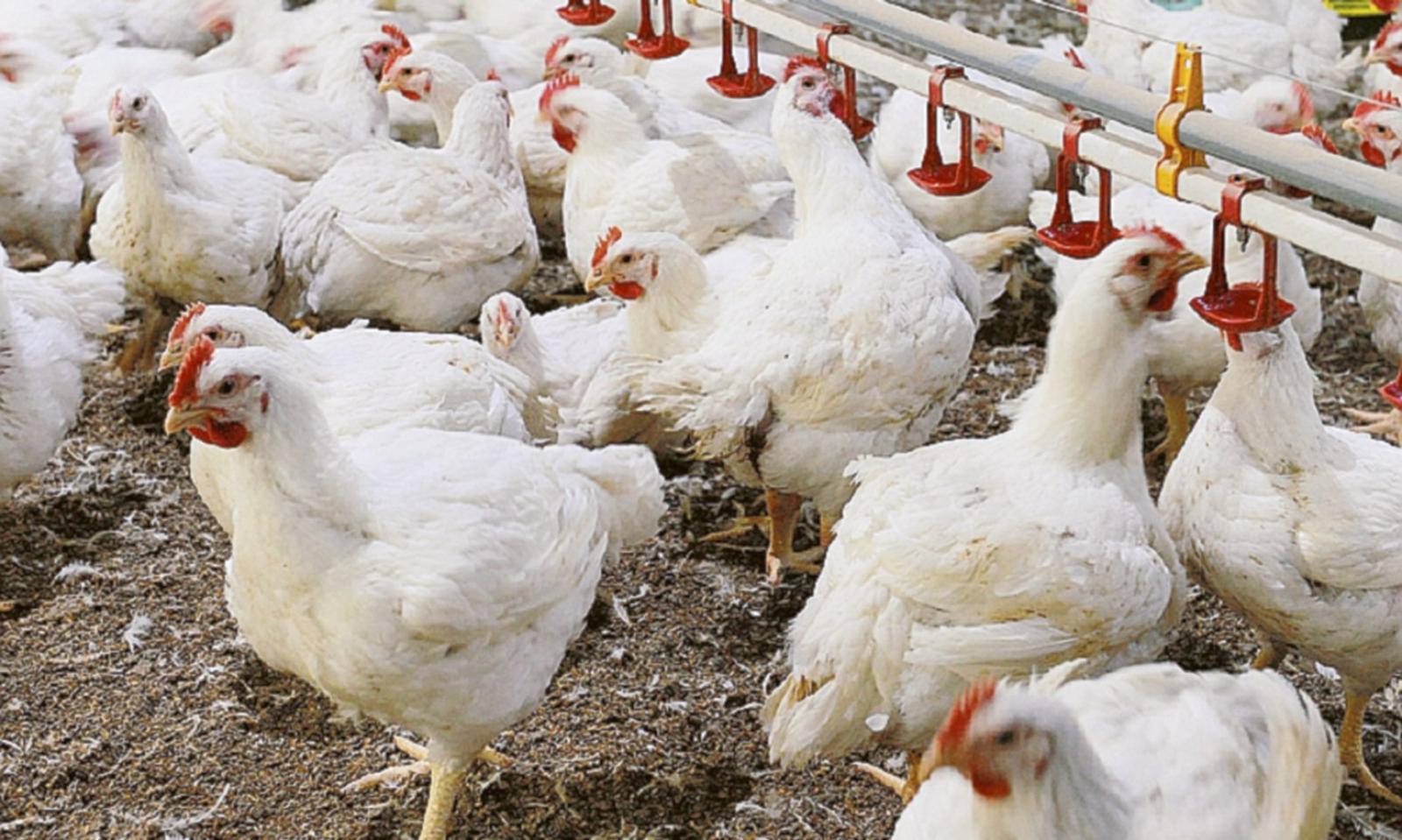 Maxi allevamento di polli, chiamata in causa anche l&rsquo;Ulss