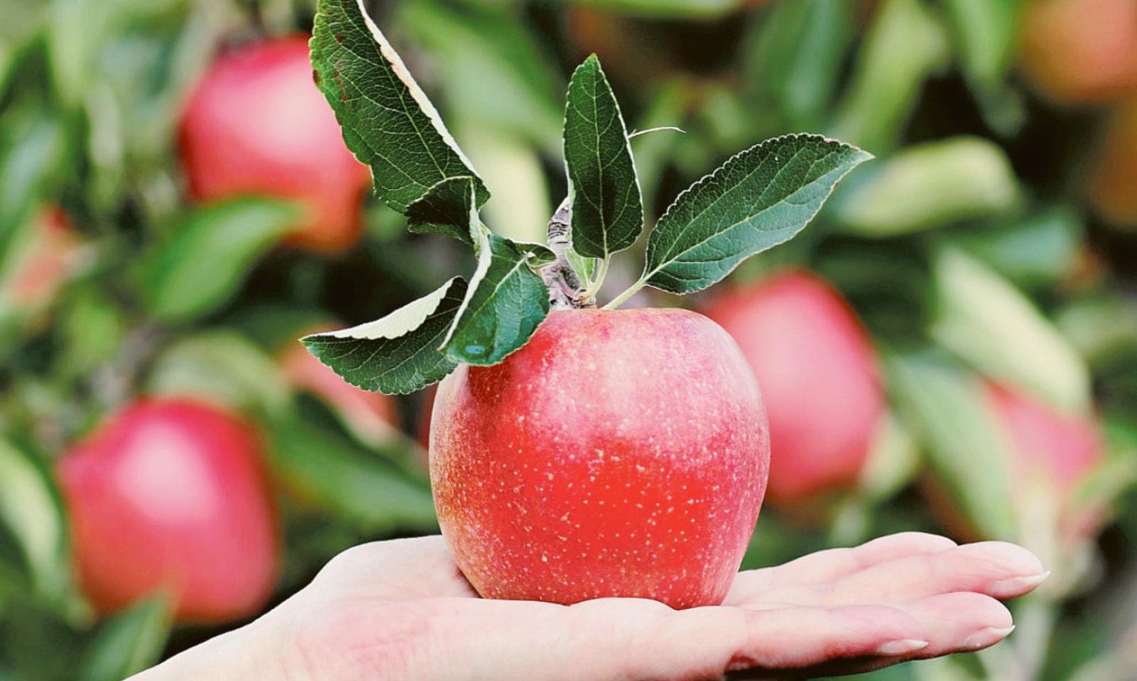 La Cina respinge la nostra frutta