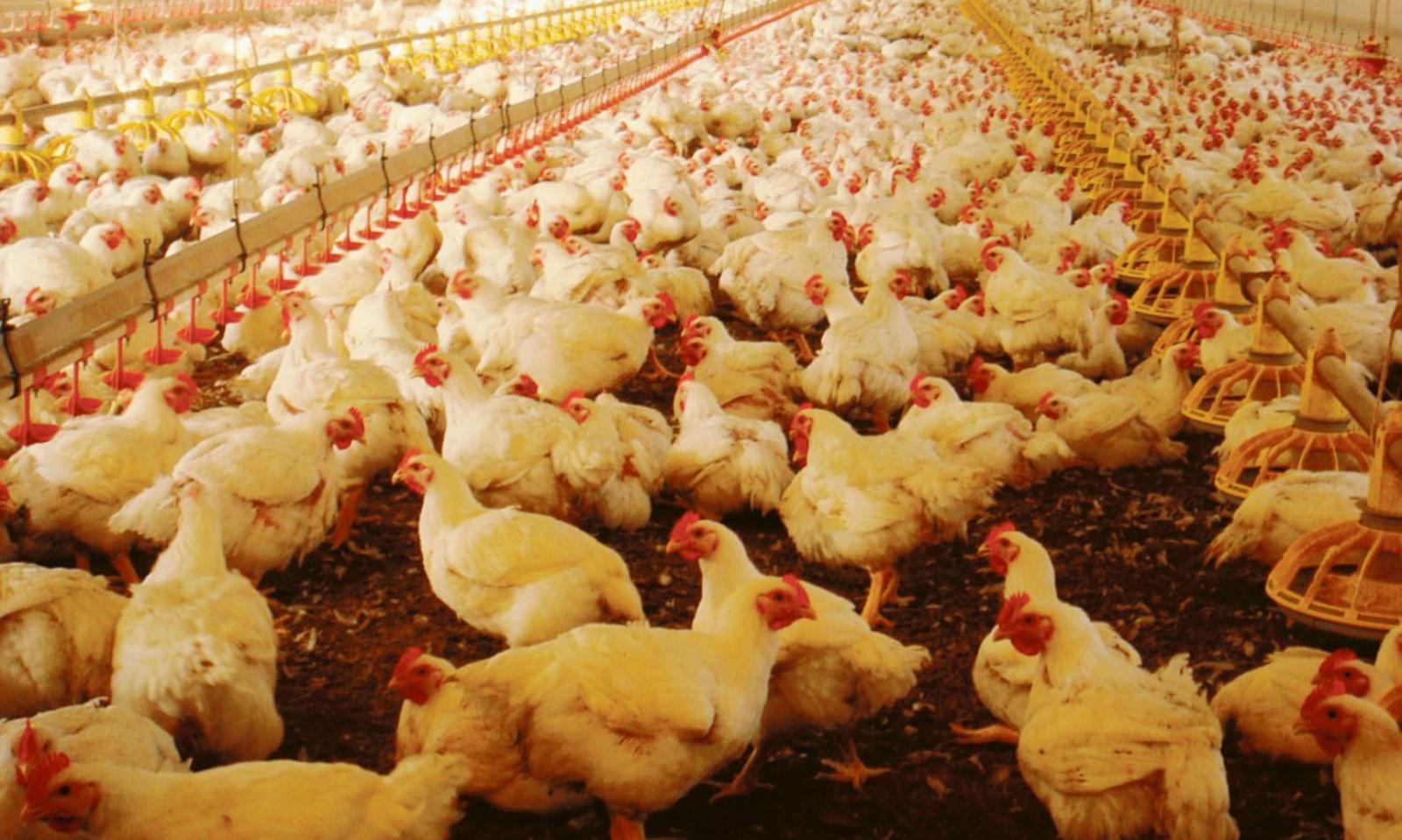 Benvenuti nel nostro Pol(l)esine